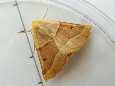 Scalloped Oak